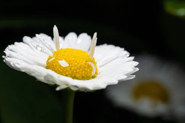 White daisy petals after rain. — стоковое фото