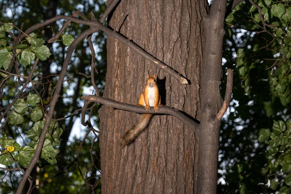 Ein Eichhörnchen Sitzt Auf Einem Ast Wald Der Schatten Des — Stockfoto