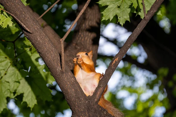 Les Écureuils Assoient Haut Sur Arbre Dans Forêt Mangent Une — Photo
