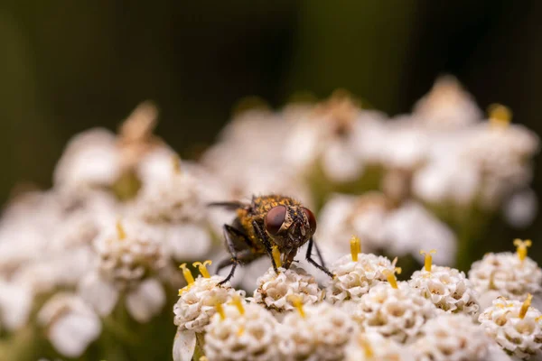 Fly Small White Flowers Collects Pollen — Stock Photo, Image