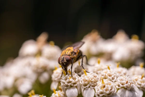 Fly Small White Flowers Collects Pollen — Stock Photo, Image