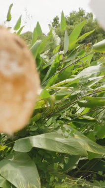 Dikey video. Yeşil Tropikal Yeşillik, yavaş çekim yakın açı, Tropikal İçecek Konsepti, Parlak Açık Hava Ayarları 'nda Yuvarlak Delik ve Cleaver Elleri ile Coconut Görüntüleme