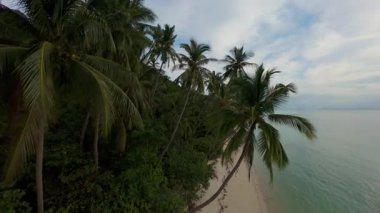 Mavi Gök ve Dağılmış Bulutlarla Yoğun Palmiye Ormanı 'nın Üzerinde Uçan İnsansız Hava Aracı Okyanus Kıyısı, Hava Açısı, Ada Keşfi Konsepti