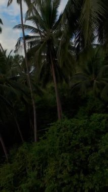 Dikey video. İnsansız hava aracı Palm Tree Ormanı boyunca uçuyor, kumsalı sol tarafta ve gökyüzü kısmen bulutlu, kıyı ormanını hava hareketiyle yakalıyor, uzak doğa kavramı.
