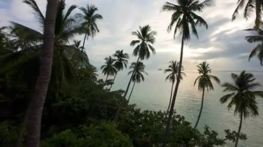Güneşi geçen okyanus geçidi palmiye ağaçlarına yaklaşan İHA Sakin Su ve Gökyüzündeki Işık Bulutları, Hava Perspektifi, Tropikal Kaçış Konsepti