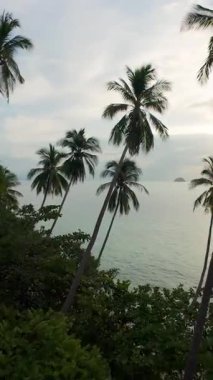 Dikey video. Güneşi geçen okyanus geçidi palmiye ağaçlarına yaklaşan İHA Sakin Su ve Gökyüzündeki Işık Bulutları, Hava Perspektifi, Tropikal Kaçış Konsepti