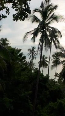 Dikey video. İnsansız hava aracı, Palm Trees ve Durgun Turkuaz Suyla Beyaz Kum Sahili 'nin üzerinde Sunset' te süzülüyor, Geniş Havadan Bakış, Ada Cenneti Konsepti