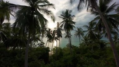 Alçak Hava Aracı Kum Kumu 'na doğru süzülen Kıyı şeridindeki yumuşak dalgalarla Palmiye ağaçlarına doğru