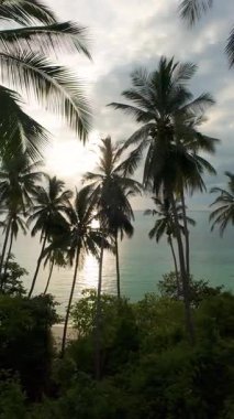 Dikey video. Alçak Hava Aracı Kum Kumu 'na doğru süzülen Kıyı şeridindeki yumuşak dalgalarla Palmiye ağaçlarına doğru