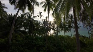 Yukarıdan İHA, Tepedeki Kristal Açık Okyanusa Karşı Uçan Palmiye Ağaçlarını Üzerimizde Gök Gürültülü Bulutlarla Çekti