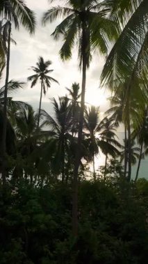 Dikey video. Yukarıdan İHA, Tepedeki Kristal Açık Okyanusa Karşı Uçan Palmiye Ağaçlarını Üzerimizde Gök Gürültülü Bulutlarla Çekti