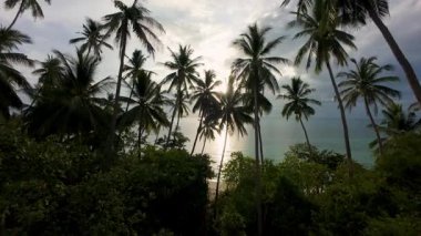 Uzun Palmiye ağaçlarının arasından süzülen İHA Sakin Okyanusun Üzerinde Günbatımına doğru Güneş Işığının Su Üzerine Yansıması ile Hava Geniş Açısı 'ndan Yakalandı