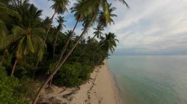 Kum Sahil boyunca süzülen Hava Aracı Palmiye Ağaçları ve Hafif Işık Altında Yoğun Orman Bulutlu Gökyüzü