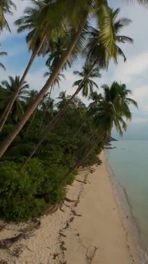 Dikey video. Kum Sahil boyunca süzülen Hava Aracı Palmiye Ağaçları ve Hafif Işık Altında Yoğun Orman Bulutlu Gökyüzü
