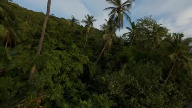 Kalın Palm Grove 'dan okyanusa doğru ilerleyen İHA Geniş Hava Açısı' ndan yakalanan yemyeşil tepe ve plaj altıyla birlikte