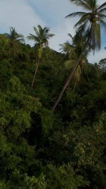 Dikey video. Kalın Palm Grove 'dan okyanusa doğru ilerleyen İHA Geniş Hava Açısı' ndan yakalanan yemyeşil tepe ve plaj altıyla birlikte