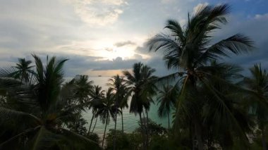 İHA Ağacın Üzerinde Uçuyor Palmiye Tepelerinden Günbatımına ve Okyanus Ufkusu 'na doğru Geniş Hava Çekiminde