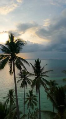 Dikey video. Yoğun palmiye ağaçlarının arasından geçen İHA Sakin Deniz Üzerinde Güneş Işığı Ufkuna doğru Yüksek Açı 'dan Yakalandı