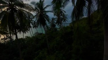 Hava Aracı Görünümü Palmiye ağaçlarının arasından okyanusa doğru uçarken Günbatımı Renkleri Suyun ve Bulutların Üzerinde Yansıyor