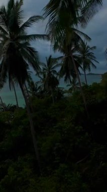 Dikey video. Hava Aracı Görünümü Palmiye ağaçlarının arasından okyanusa doğru uçarken Günbatımı Renkleri Suyun ve Bulutların Üzerinde Yansıyor