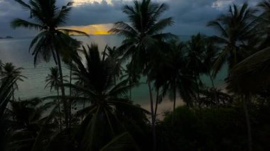 Yoğun palmiye tepe örtüsü boyunca ilerleyen Hava Aracı Önplanda Siluetli Ağaçlar ile Günbatımına doğru
