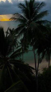 Dikey video. Yoğun palmiye tepe örtüsü boyunca ilerleyen Hava Aracı Önplanda Siluetli Ağaçlar ile Günbatımına doğru