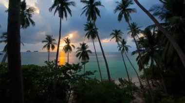 Uzun Palmiye ağaçlarının arasından uçarak Sunset 'te Tropikal Plaja doğru ilerleyen İHA Geniş Açı Havadan Görünümlü Sakin Okyanusta Altın Güneş Yansımaları, Seyahat Kaçış Konsepti