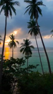 Dikey video. Uzun Palmiye ağaçlarının arasından uçarak Sunset 'te Tropikal Plaja doğru ilerleyen İHA Geniş Açı Havadan Görünümlü Sakin Okyanusta Altın Güneş Yansımaları, Seyahat Kaçış Konsepti