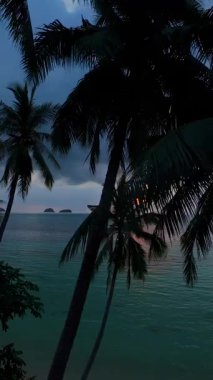 Dikey video. Uzun Palmiye Örtüsü Çerçeveleme Okyanusu 'nda süzülen İHA Geniş Açı Hava Perspektifi, Manzaralı Görüş Alanı