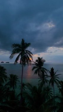 Dikey video. İnsansız hava aracı Tropikal Palmiye Korusu üzerinde süzülüyor. Güneş batarken sakin okyanus yüzeyine yayılıyor. Geniş Açı Açı Atış, Huzur Kaçma Konsepti.