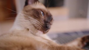 Siyam Kedisi Uzanıyor ve Dilini Yalıyor Yakın plan Düşük Açı Çekimi, Yavaş Hareket Kendini Yetiştirme Konseptiyle Genişletilmiş