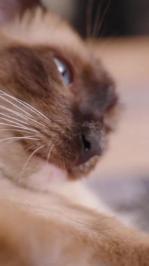 Dikey video. Siyam Kedisi Uzanıyor ve Dilini Yalıyor Yakın plan Düşük Açı Çekimi, Yavaş Hareket Kendini Yetiştirme Konseptiyle Genişletilmiş