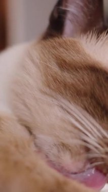Dikey video. Gözleri Kapalı Kedi, Düşük Açılı Makro Görünüm, Yavaş Hareket Tımarlama Konseptinde Yerde Gevşeyip Yalıyor