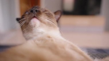 Geniş Gözlü ve Açık Ağızlı Siyam Kedisi Düşük Açı, Yavaş Hareket Tımarlama Konseptinden Aşırı Yakın Bakış