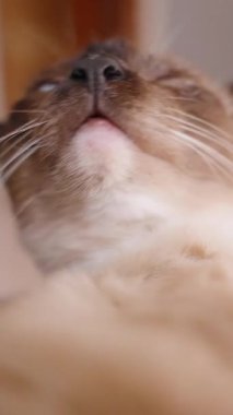 Dikey video. Geniş Gözlü ve Açık Ağızlı Siyam Kedisi Düşük Açı, Yavaş Hareket Tımarlama Konseptinden Aşırı Yakın Bakış