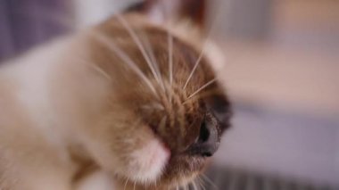 Kedi Kaldırma Pençesi ve Dili Uzamış Yala Yan Açıda Gerilmiş, Yavaş Hareket Tımarlama Konsepti