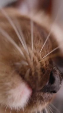 Dikey video. Kedi Kaldırma Pençesi ve Dili Uzamış Yala Yan Açıda Gerilmiş, Yavaş Hareket Tımarlama Konsepti