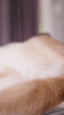 Dikey video. Gözleri Kapalı Siyam Kedisi Kaldırılmış Pençesini Yumuşak Odaklanma, Yavaş Hareket Hayvan Hijyeni Konsepti