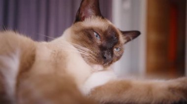 Siyam Kedisi Dilini Burnunun Üzerine Uzandırarak Uzanıyor Ön Açı Kapalı, Yavaş Hareket Tımarlama Konsepti