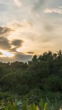 Dikey video. Yoğun Portakal Gökyüzü ve Yuvarlanan Bulutlar ile Yoğun Palmiye Ağaçlarının Üzerinde Günbatımının Zaman Hızı Geniş Açı Görüşte Yıldızlı Gece, Tropikal Akşam Konsepti