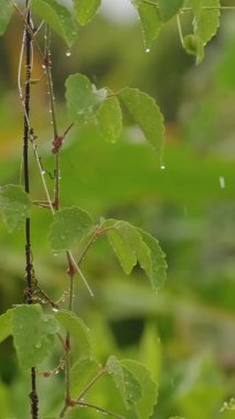 Dikey video. Tropikal Bahçede Yeşil Yapraklı Asma Yağmur Suyu, Yavaş çekim, Ekoloji Konsepti