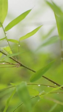 Dikey video. Su Damlacıkları ile Bambu Dalları Yağmurdan Sonra, Yavaş Çekim, Tropikal Doğa Kavramı
