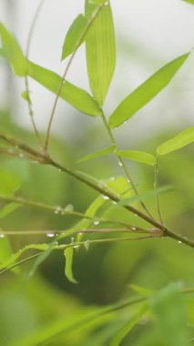 Dikey video. Bambu Yaprakları Parlak Su Damlalarıyla Tropikal Yağmur, Yavaş çekim, Tazelik Konsepti