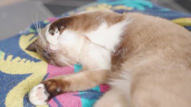Siyam Kedisi Renkli Battaniyenin Üzerinde Uzanıyor Ağzı Hafif Açık ve Yüzünün Üstünde Parlak Işık Yakın plan Çekimi, Üst Açı, Derin Uyku ve Rahatlık Konsepti