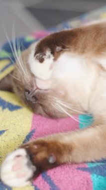 Dikey video. Siyam Kedisi Renkli Battaniyenin Üzerinde Uzanıyor Ağzı Hafif Açık ve Yüzünün Üstünde Parlak Işık Yakın plan Çekimi, Üst Açı, Derin Uyku ve Rahatlık Konsepti