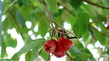 Olgun Gül Elmaları ve Yeşil Yapraklar Tropikal Bahçe Ortamı ile Ağaç Dalında Duran Sarı Havalandırmalı Bulbul