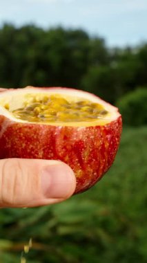 Dikey video. Taze Tutku Meyve Yarım Elde Sarıhamurlu ve Tohum Damlayan Suyu Yeşil Açık Arkaplan 'a Karşı Yavaş Çekimde, Egzotik Doğal Beslenme Konsepti