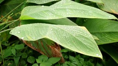Close Macro View of Tropical Leaves Covered with Fresh Raindrops After Rainfall, Concept Eco Vitality and Natural Hydration in Green Jungle