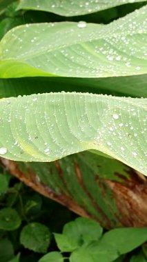 Vertical video. Close Macro View of Tropical Leaves Covered with Fresh Raindrops After Rainfall, Concept Eco Vitality and Natural Hydration in Green Jungle