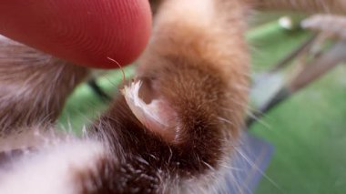 Finger Touching and Holding Small Sharp Claw Emerging from Animal Paw in Macro Closeup, Concept Animal Anatomy and Interaction